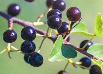 Maqui Berry anthocyanin mitochondrial support